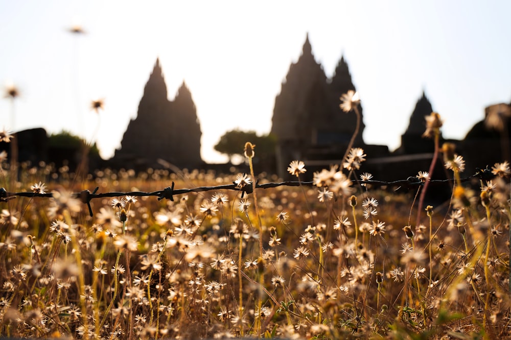 brown grass field during daytime