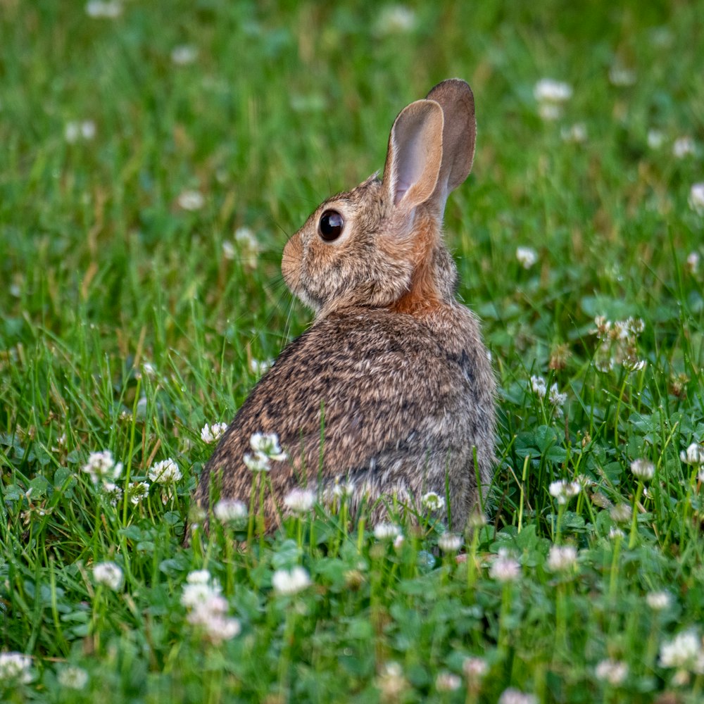 brown rabbit on green grass field during daytime