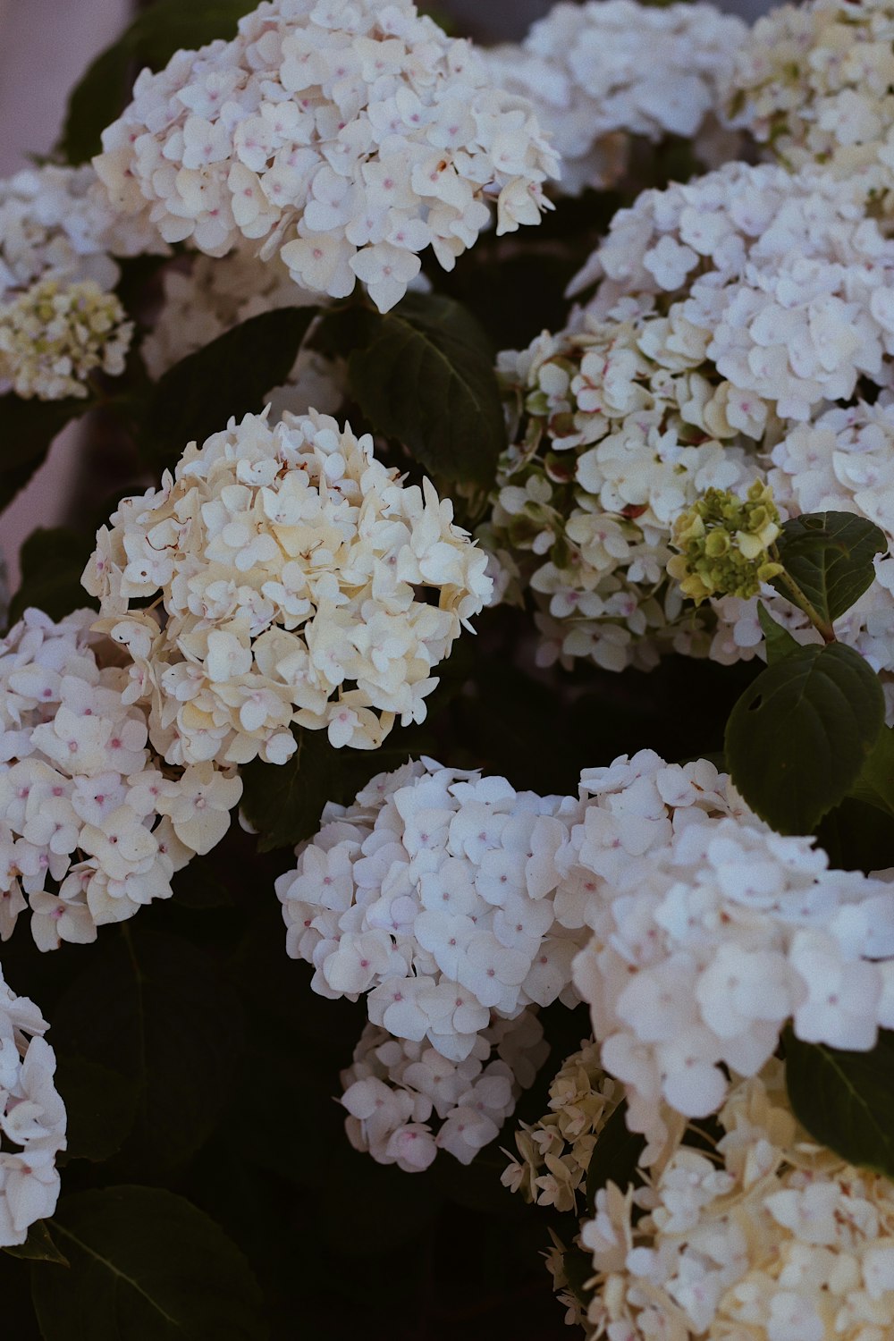 white flowers with green leaves