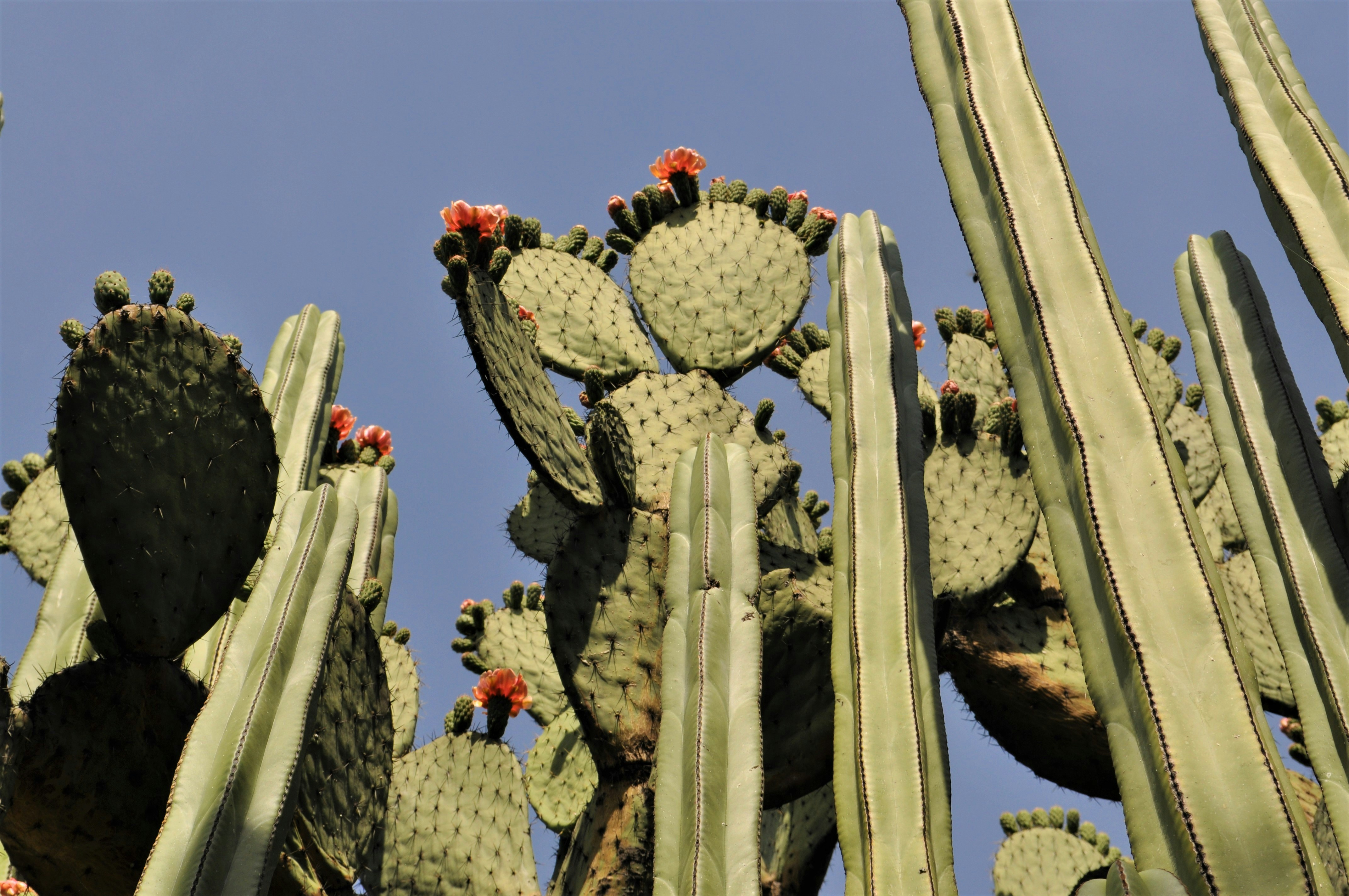 green cactus plant under blue sky during daytime, Cactaceae