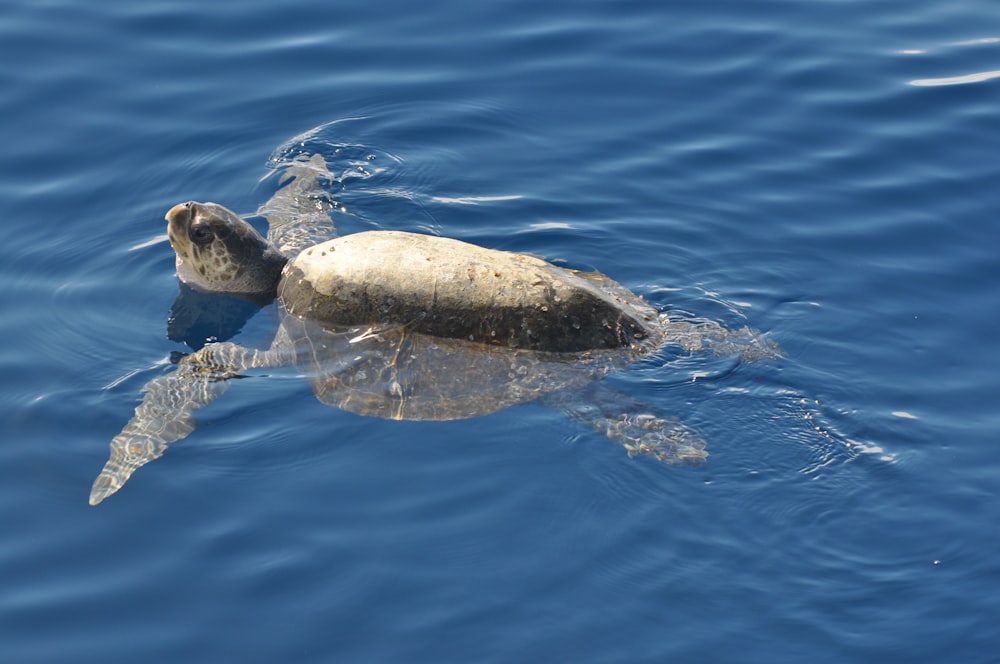 sea turtle in the water