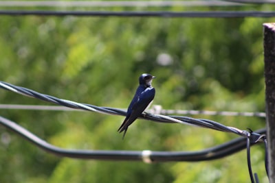 blue bird on black wire during daytime