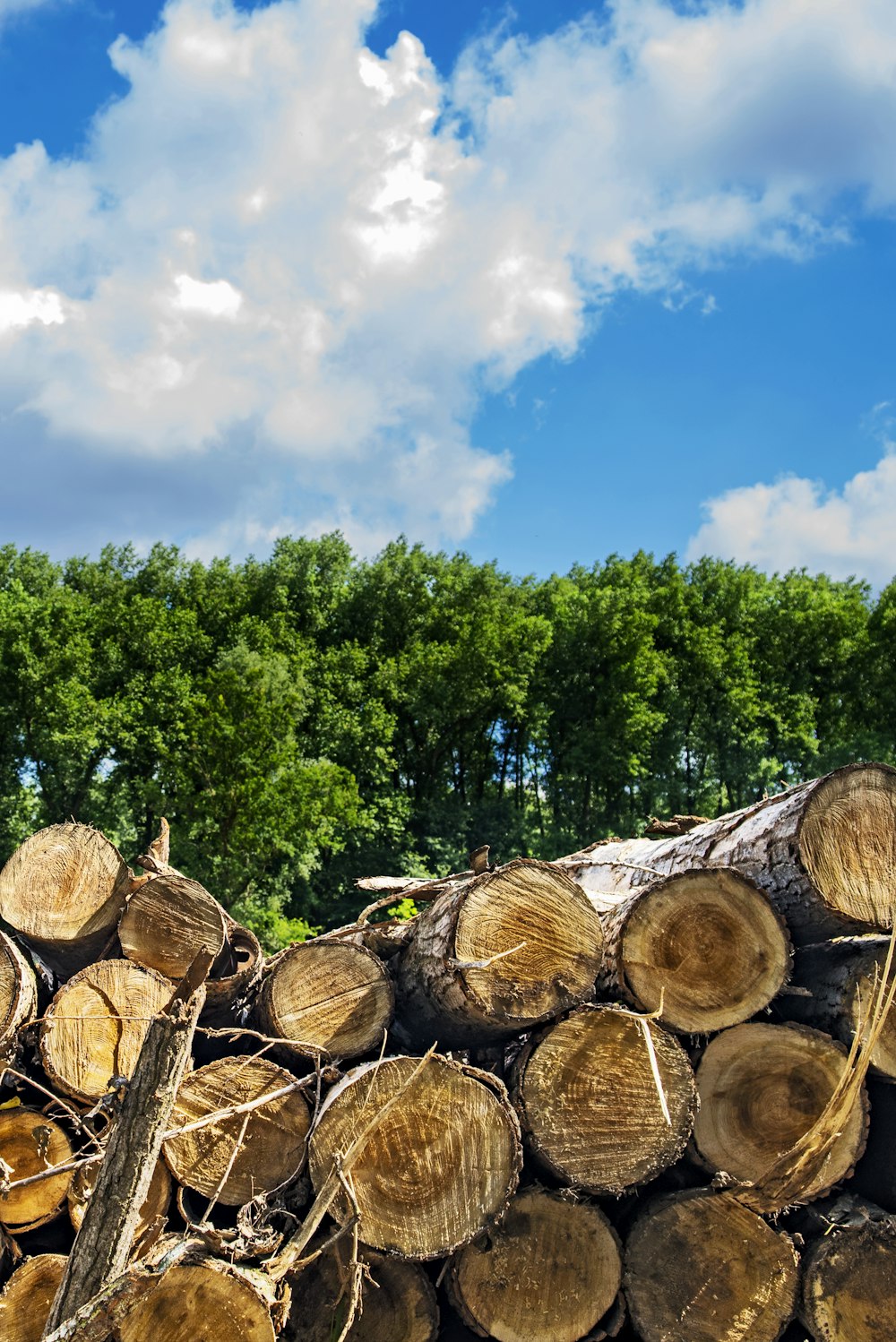 brown wood logs near green trees under blue sky during daytime