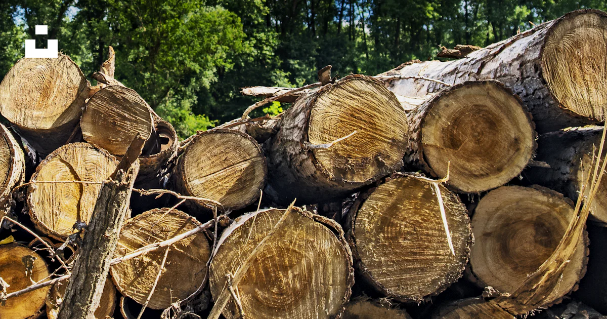 Brown wood logs near green trees under blue sky during daytime photo ...