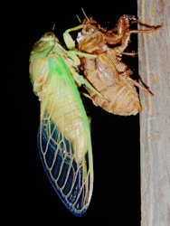 Explore the Fascinating World of Cicadas: Biology, Lifecycle, and More