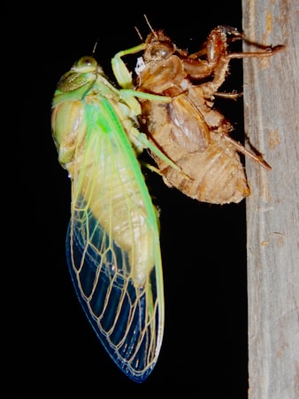 Explore the Fascinating World of Cicadas: Biology, Lifecycle, and More