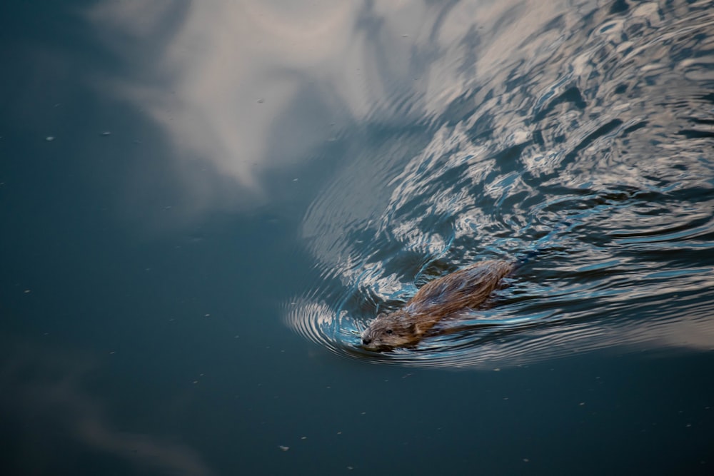 brown animal on water during daytime