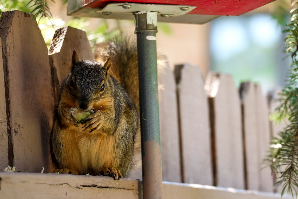 brown squirrel on green wooden post during daytime