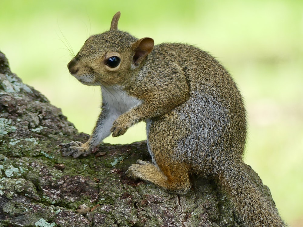 brown squirrel on brown tree branch during daytime