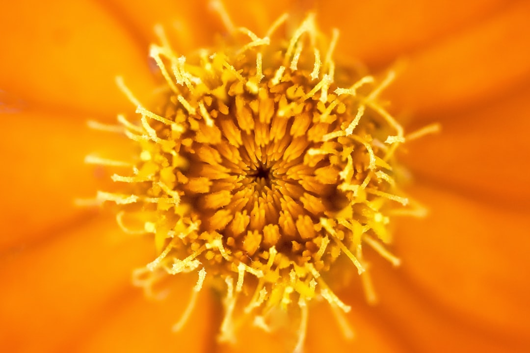 yellow flower in macro shot