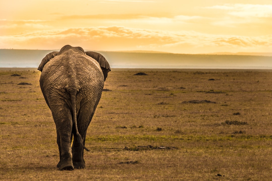 Wildlife photo spot National Park Kenya