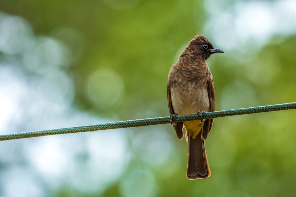 brown and black bird on green wire during daytime