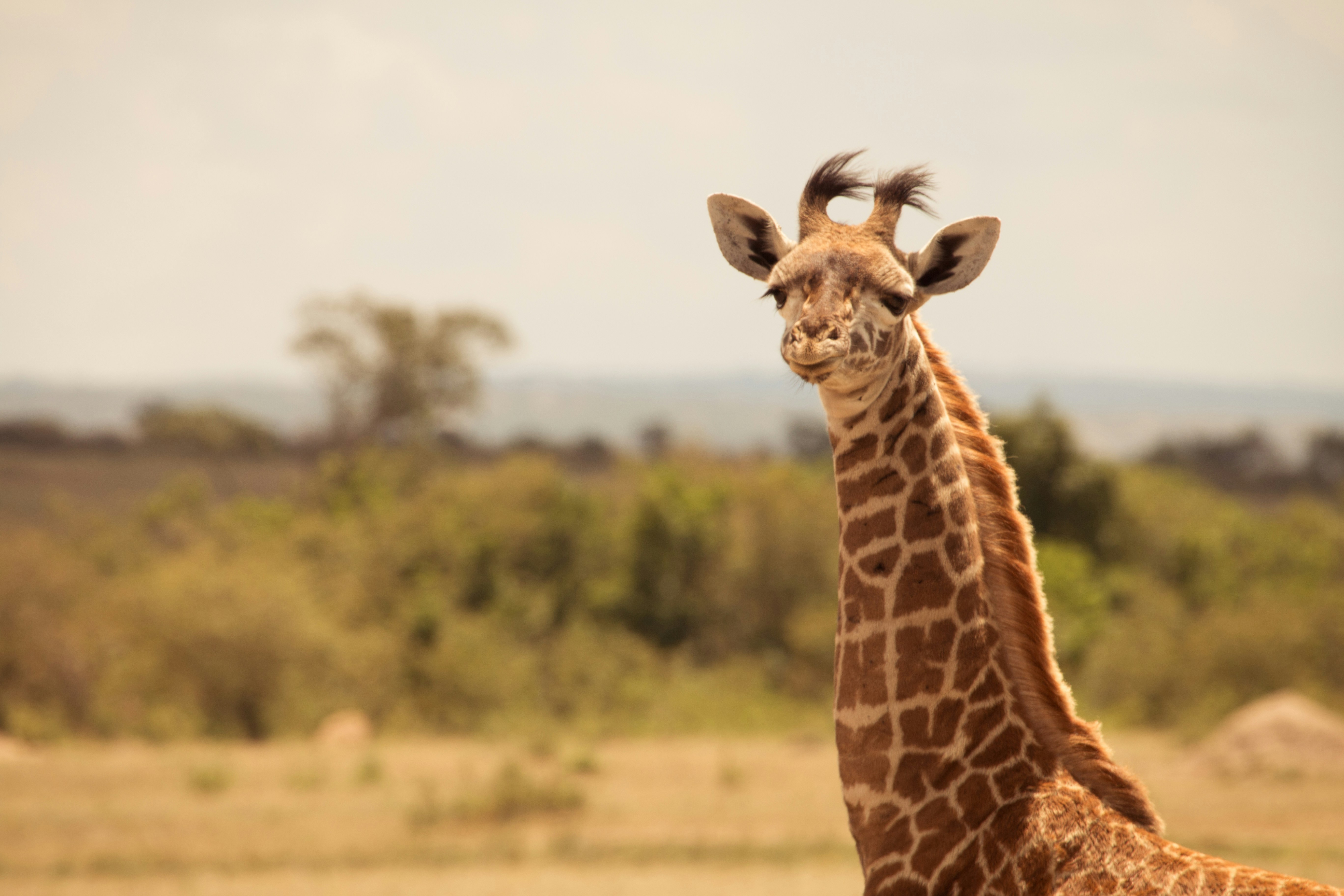 giraffe standing on brown grass field during daytime, Giraffe spotting in Kenya.