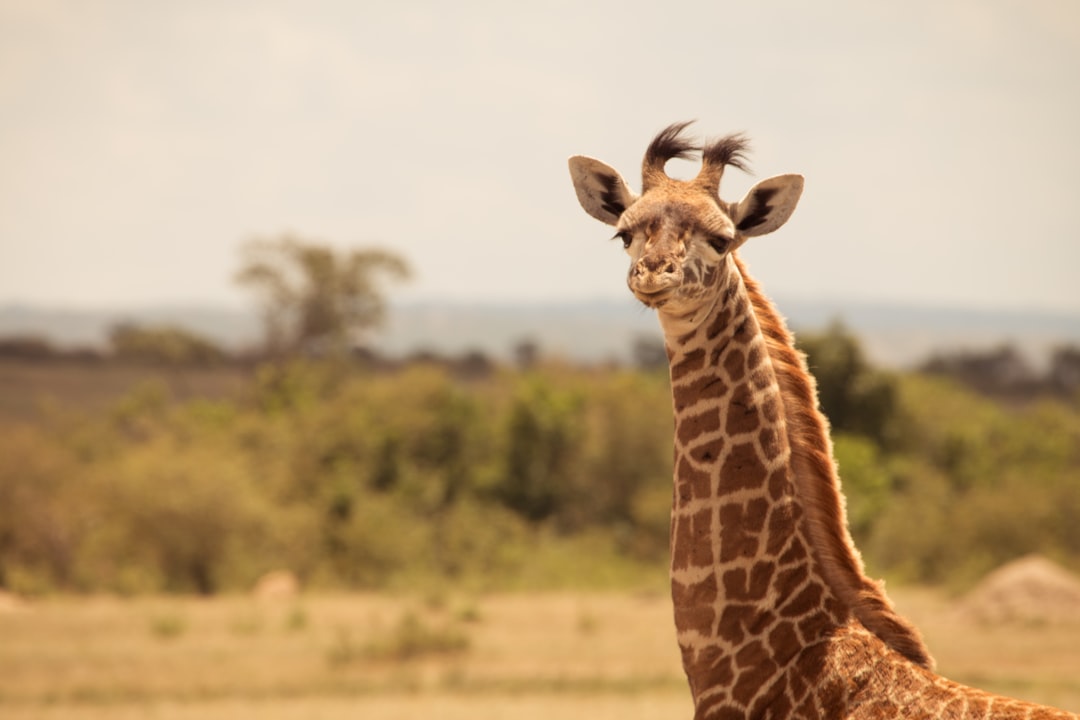 Kenya Safari Value Guide Is ,500 Worth It for 6 Days?A Cost Analy… — Kenya Safari Value Guide Is ,500