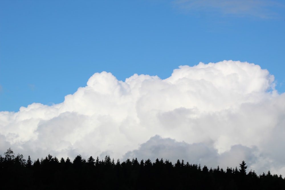 푸른 나무 위에 흰 구름