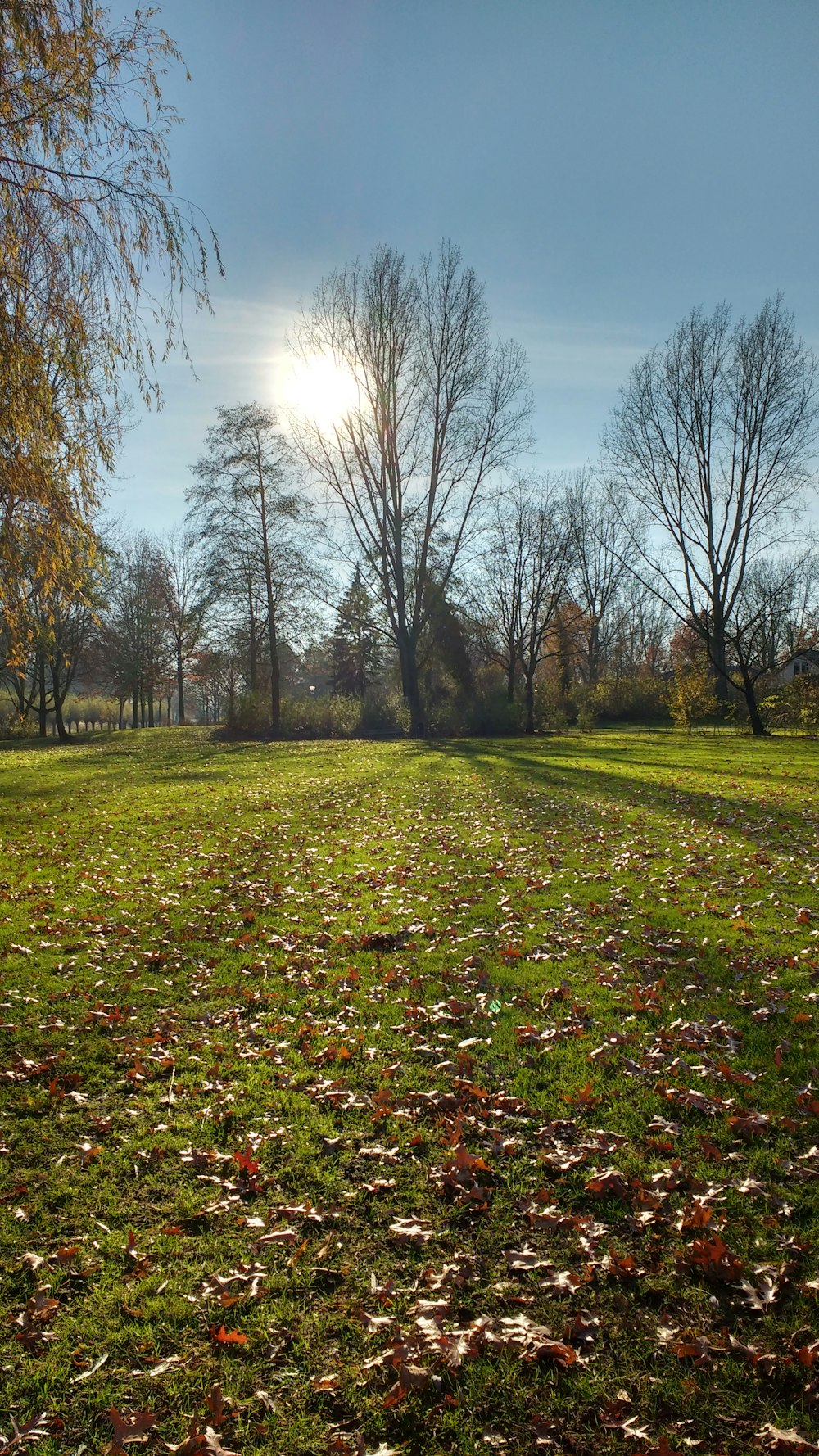 leafless trees on green grass field under blue sky during daytime