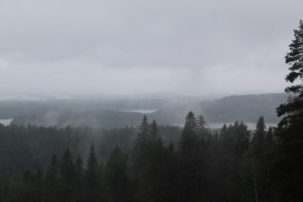 green trees on mountain under white sky during daytime