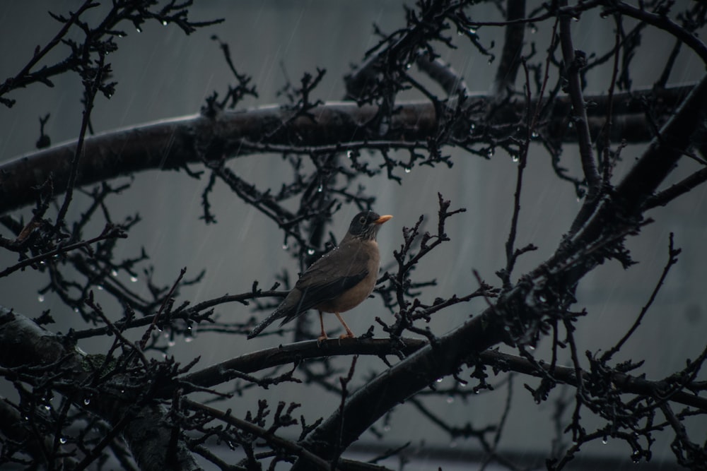 brown and black bird on tree branch