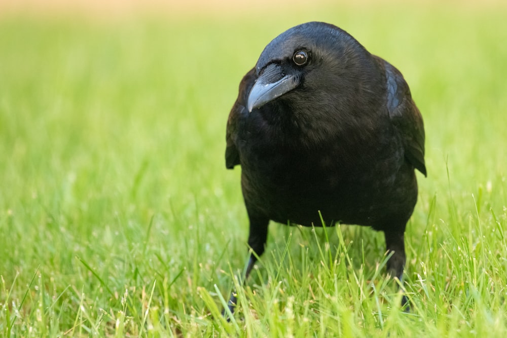 black crow on green grass field during daytime