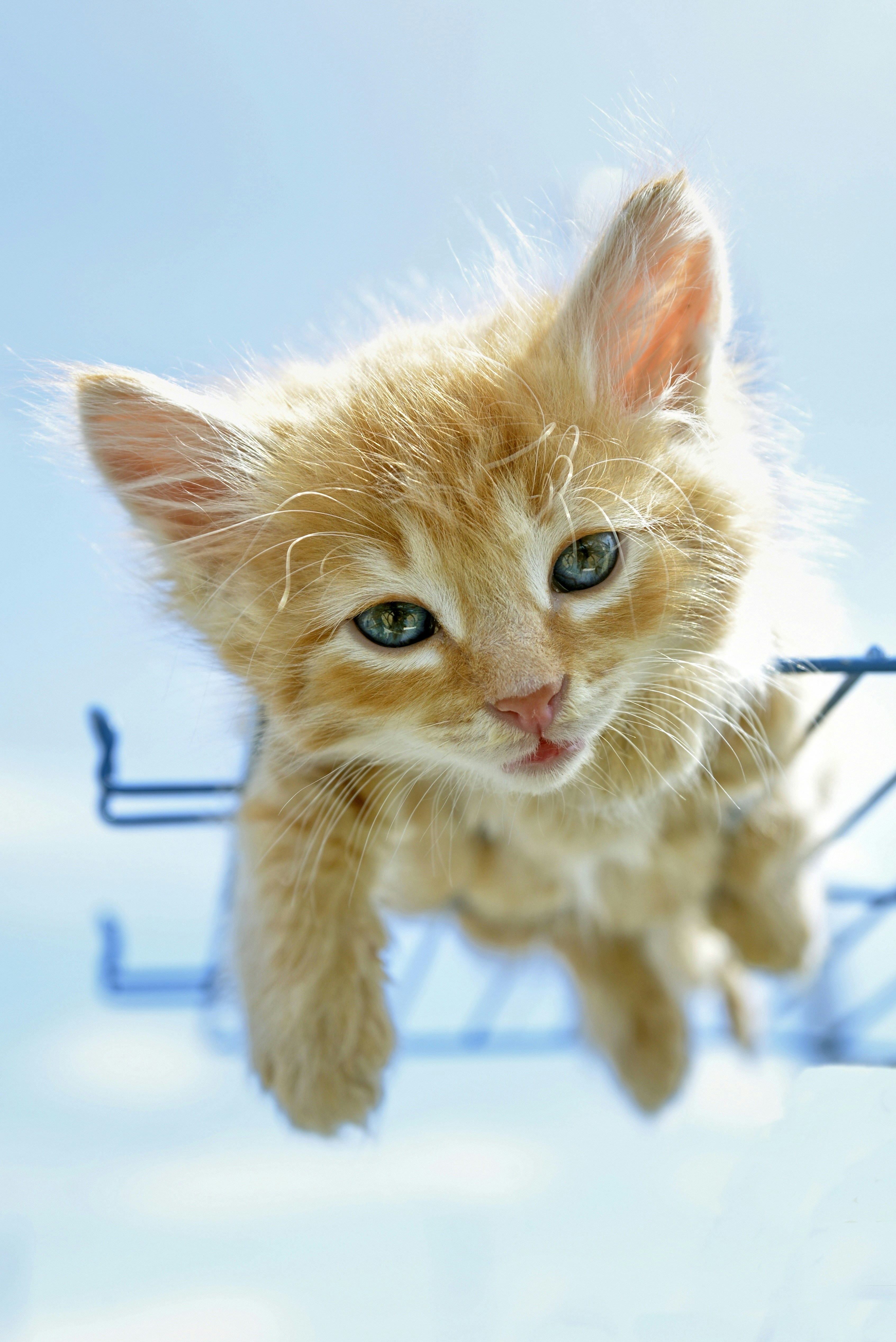 12 Kitten Behavior Training Steps to Stop Jumping on Counters