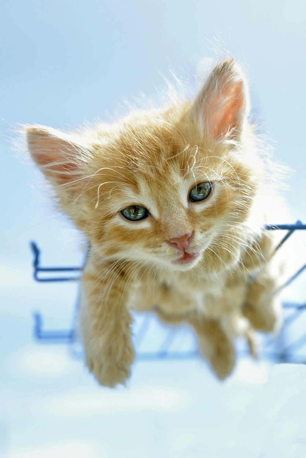 orange tabby kitten on blue metal wire fence