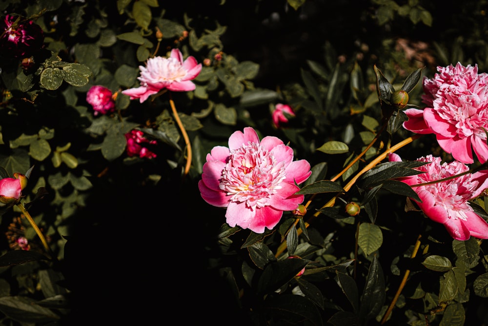 pink flowers in tilt shift lens