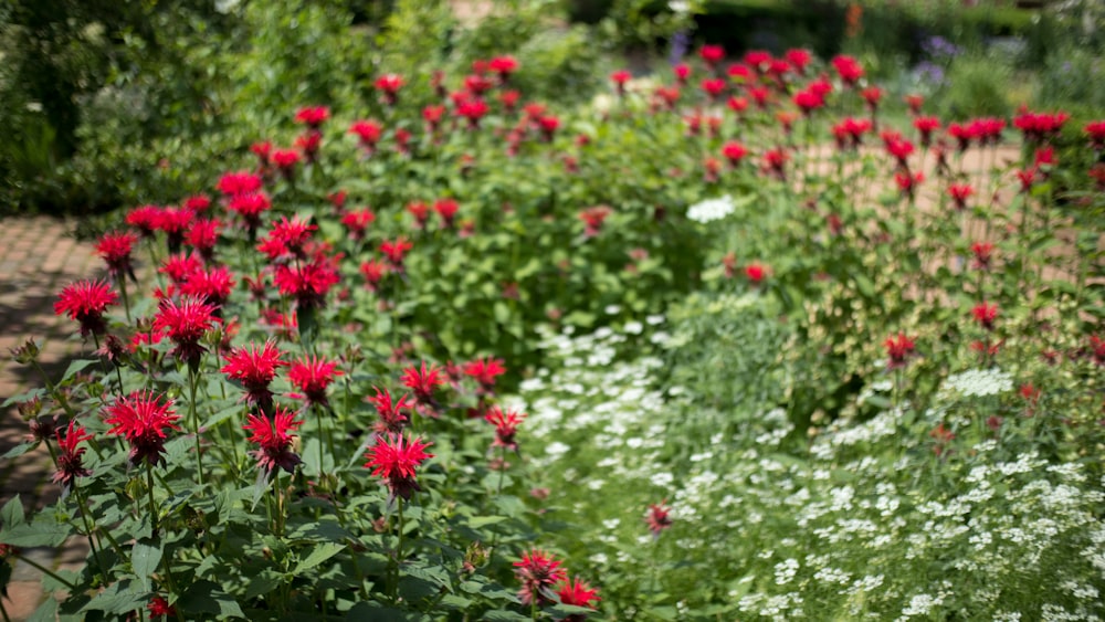 red flowers with green leaves