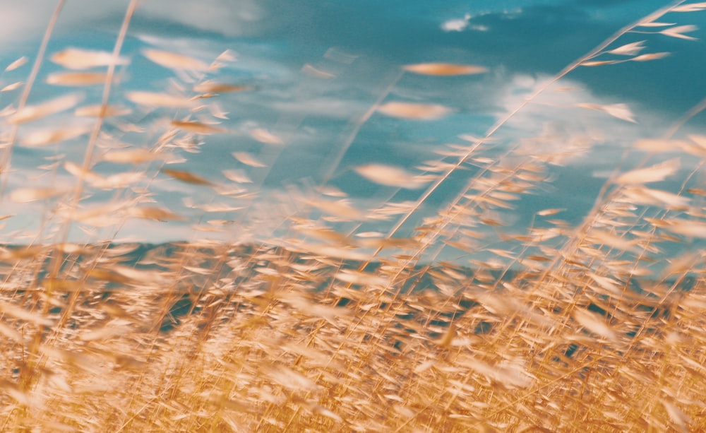 brown grass field during daytime