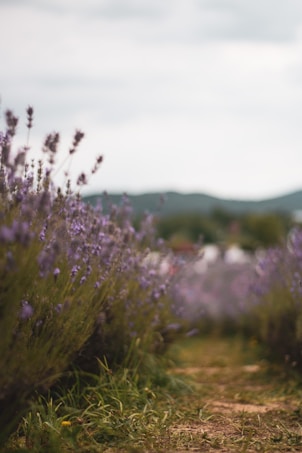 A scenic path lined with lush lavender bushes, featuring a soft focus on the horizon with gentle rolling hills faintly visible in the background. The green grass and earthy path create a natural foreground, enhancing the tranquility of the setting under a cloudy sky.