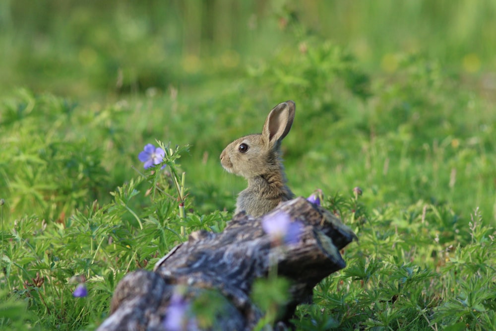 brown rabbit on green grass during daytime