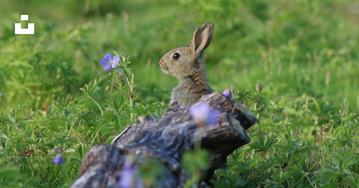 Brown rabbit on green grass during daytime photo – Free Cardiff Image ...