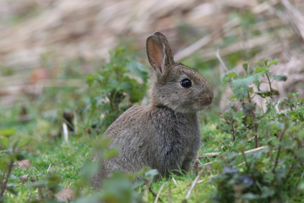 brown rabbit on green grass during daytime