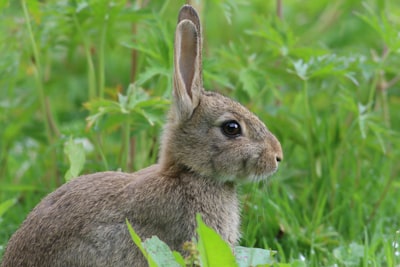 Expertenratschläge zur Kaninchenpaarung: Einsamkeit vermeiden und Glück gewährleisten