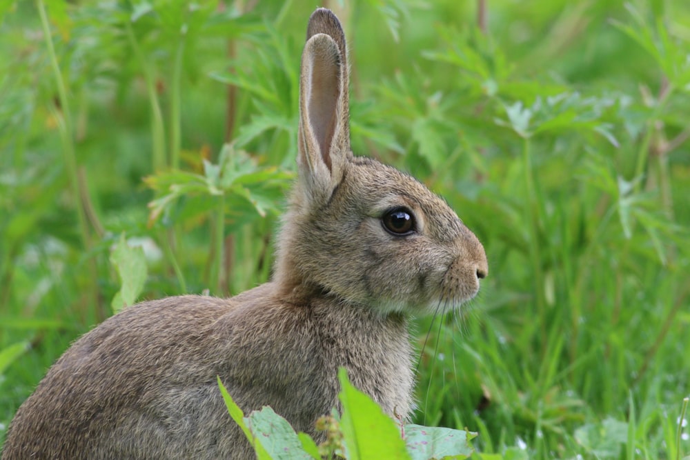 brown rabbit on green grass during daytime