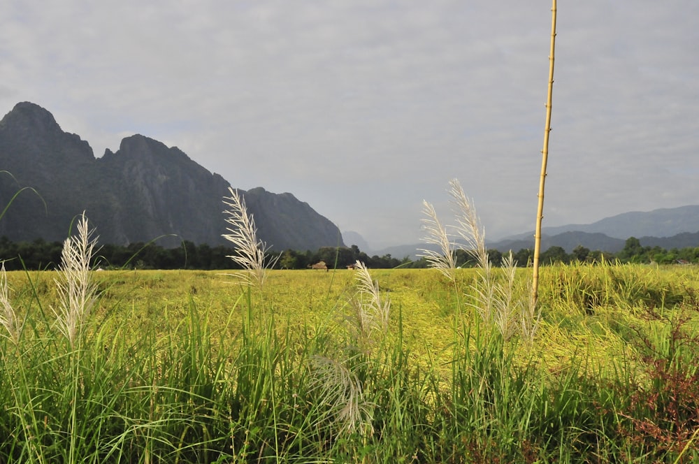 green grass field near mountain during daytime