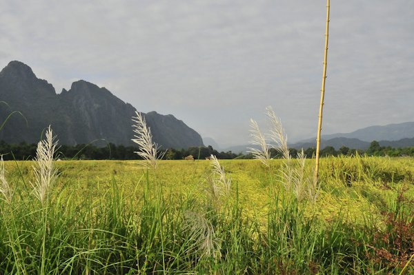 Green grass field near mountain during daytime — Vang Vieng, Laos