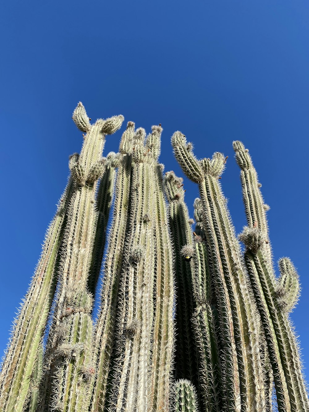 blue and white plant under blue sky during daytime