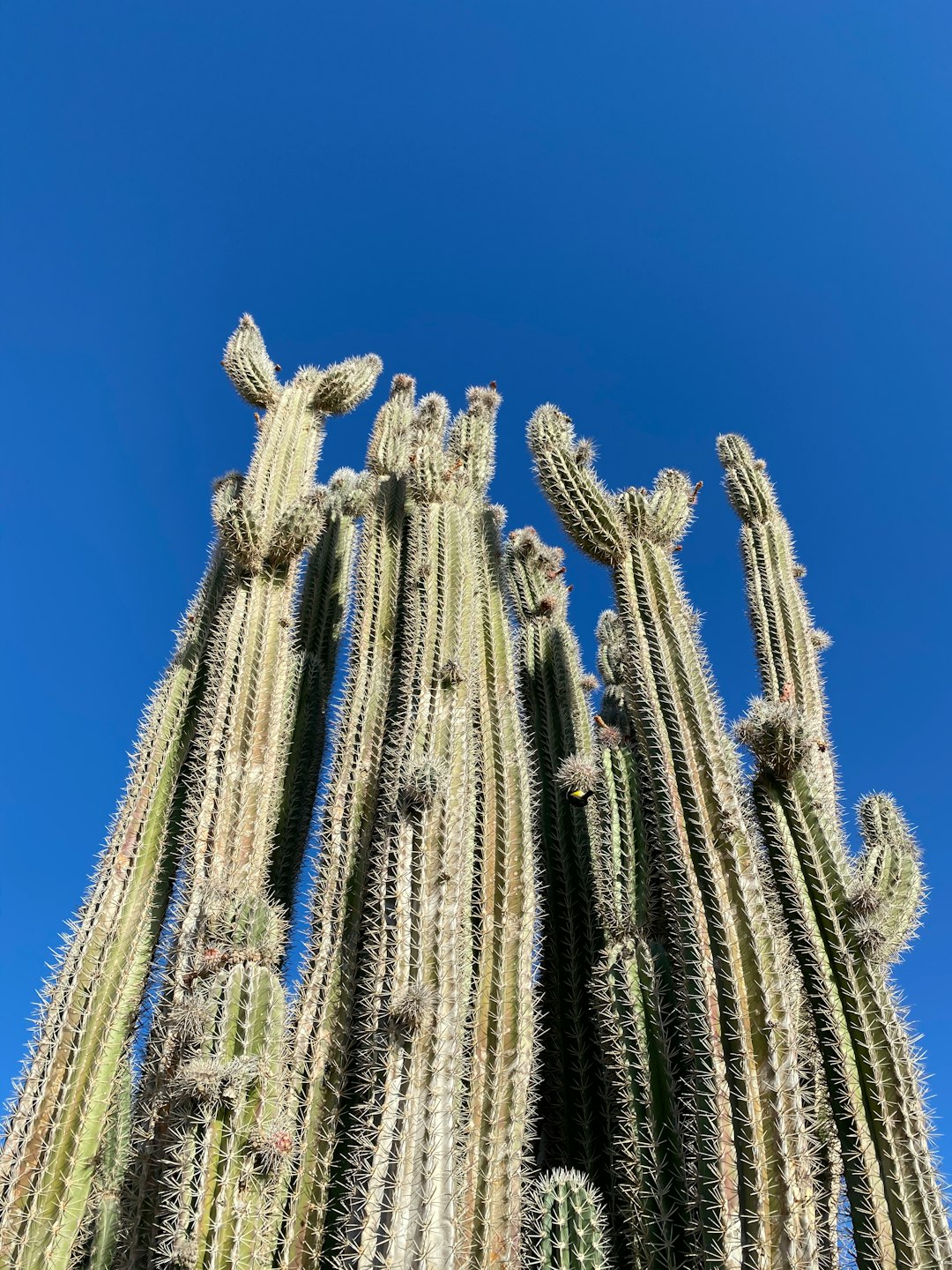 blue and white plant under blue sky during daytime