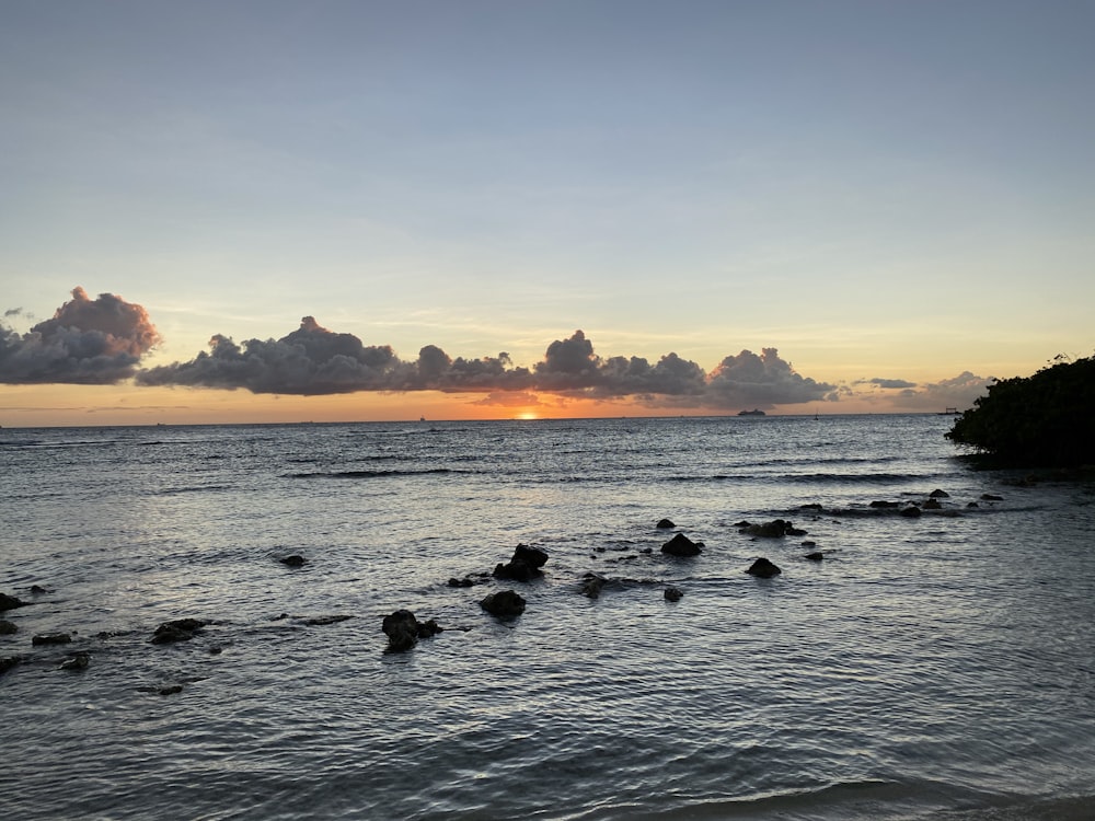 silhouette of birds on body of water during sunset