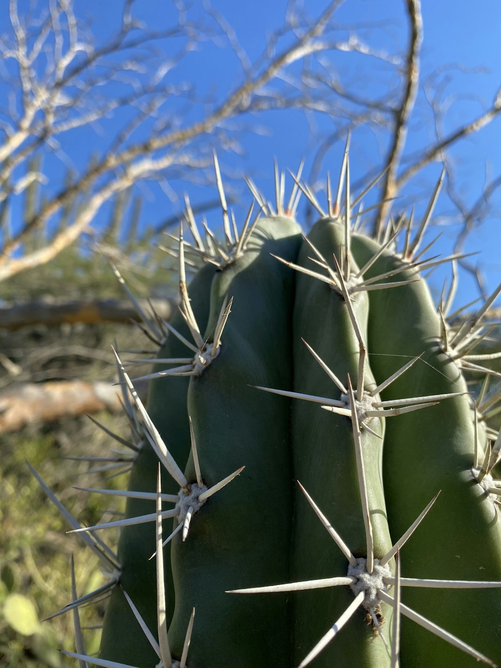 green cactus plant during daytime