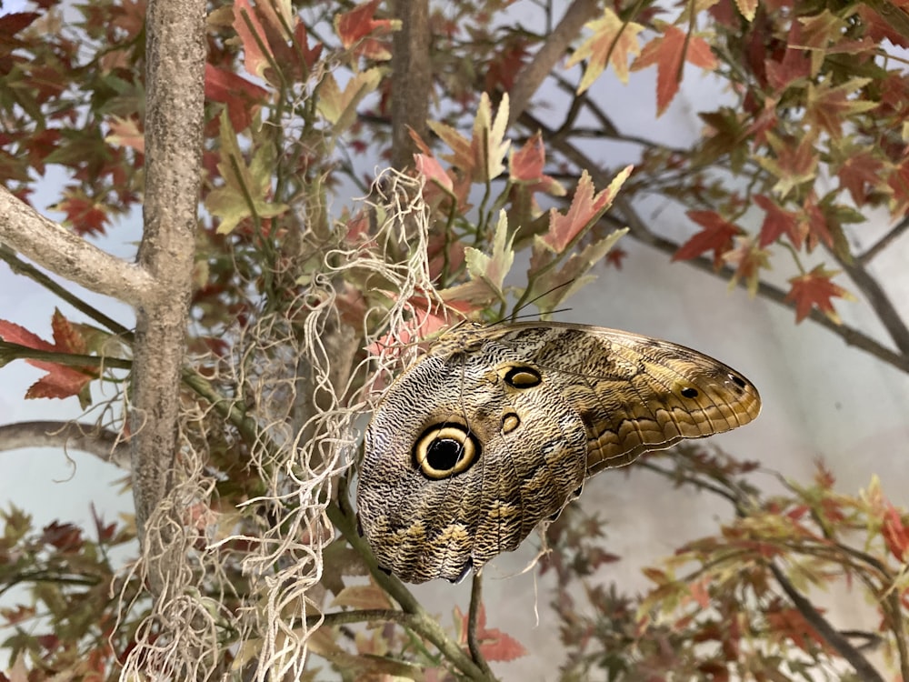 borboleta coruja marrom e preta na planta marrom