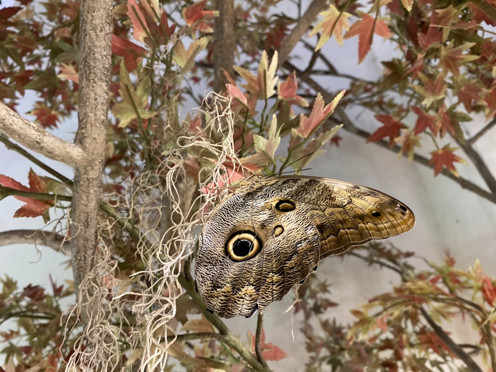 brown and black owl butterfly on brown plant