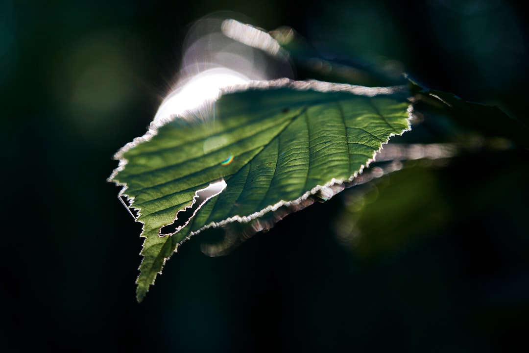 green leaf with water droplets