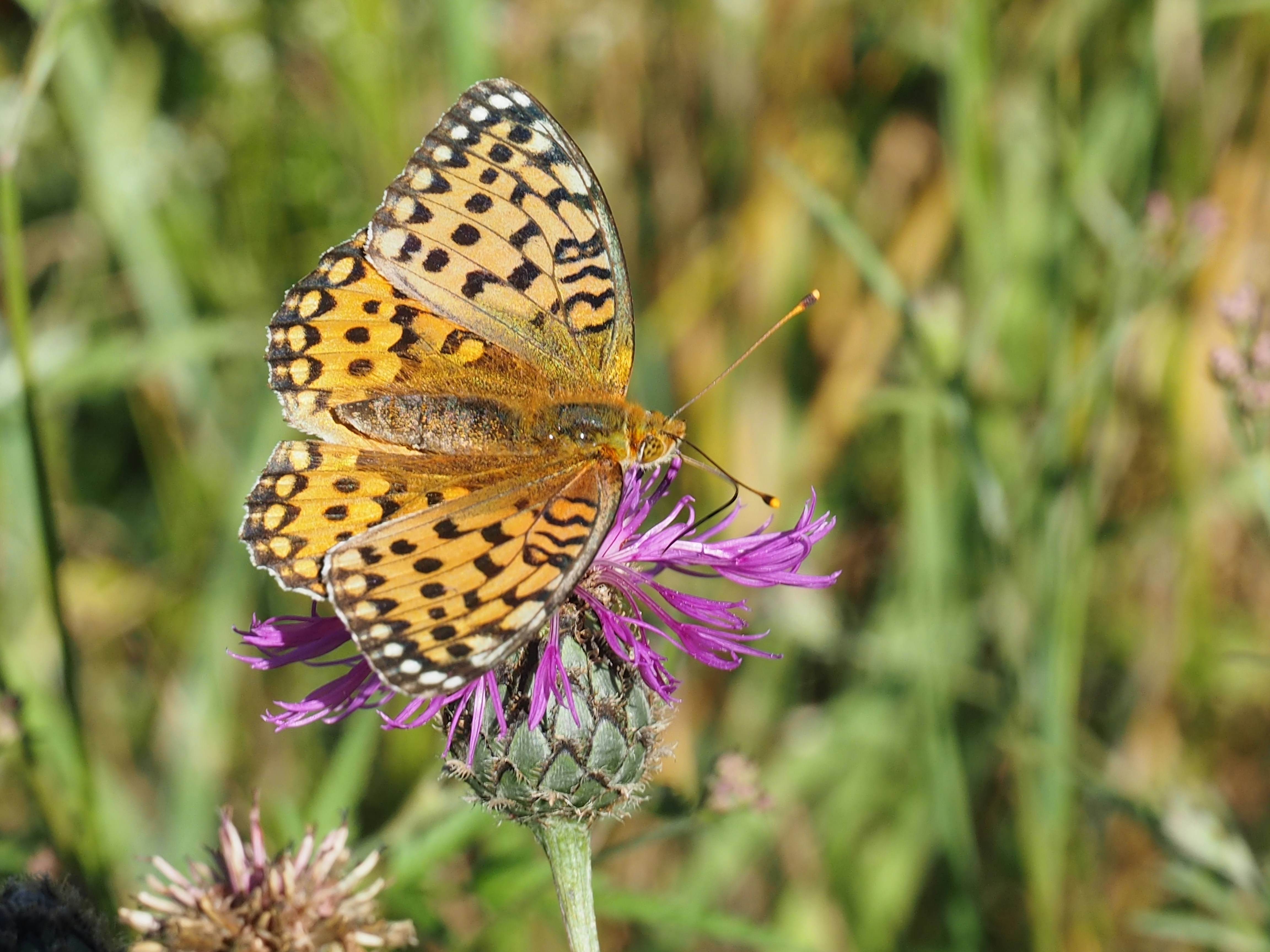 nick windsor 8i9alqxc7v4 unsplash