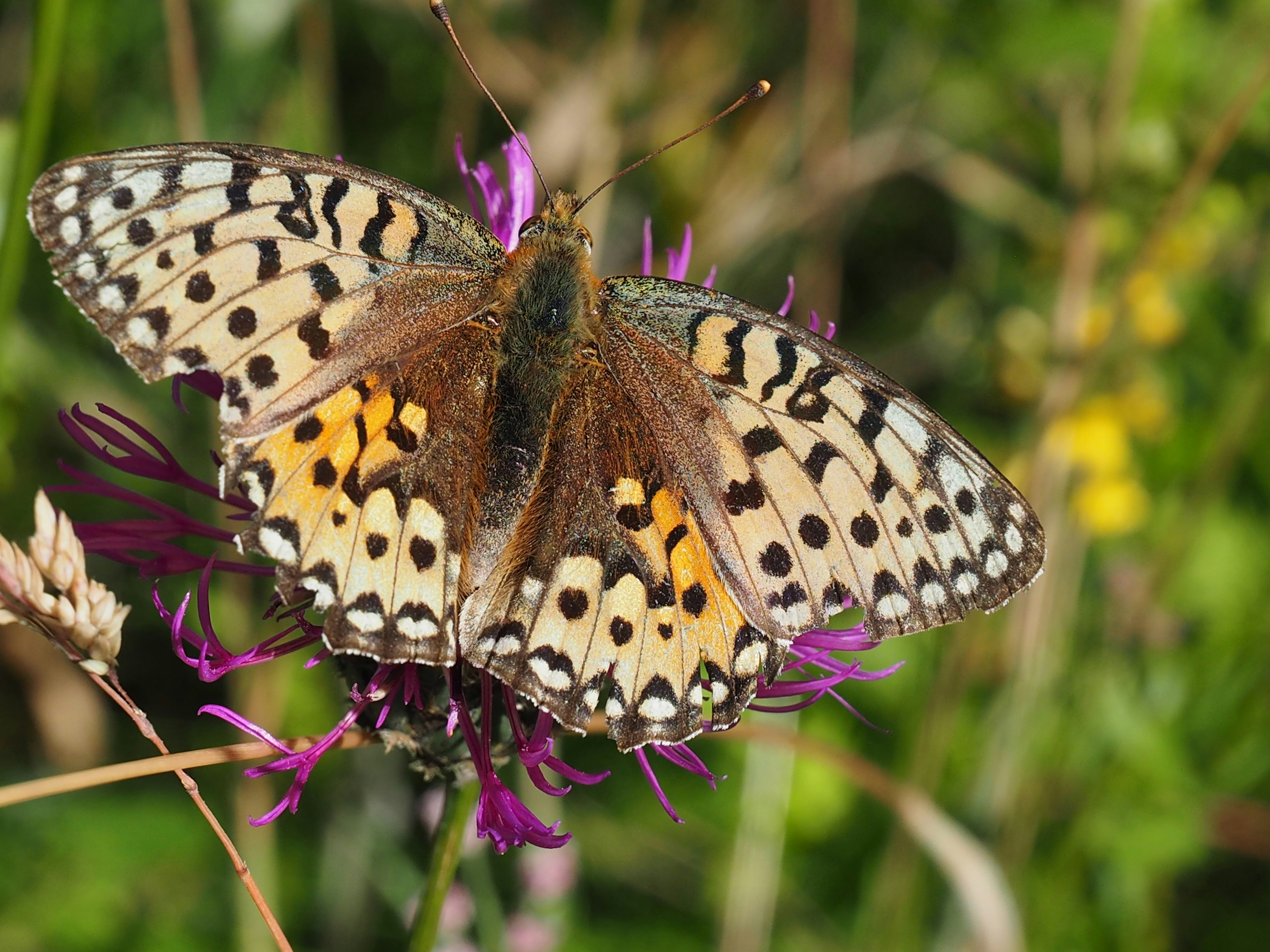 brown and black butterfly on purple flower