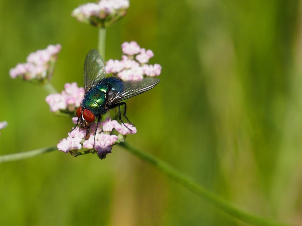 black fly perched on white flower in close up photography during daytime