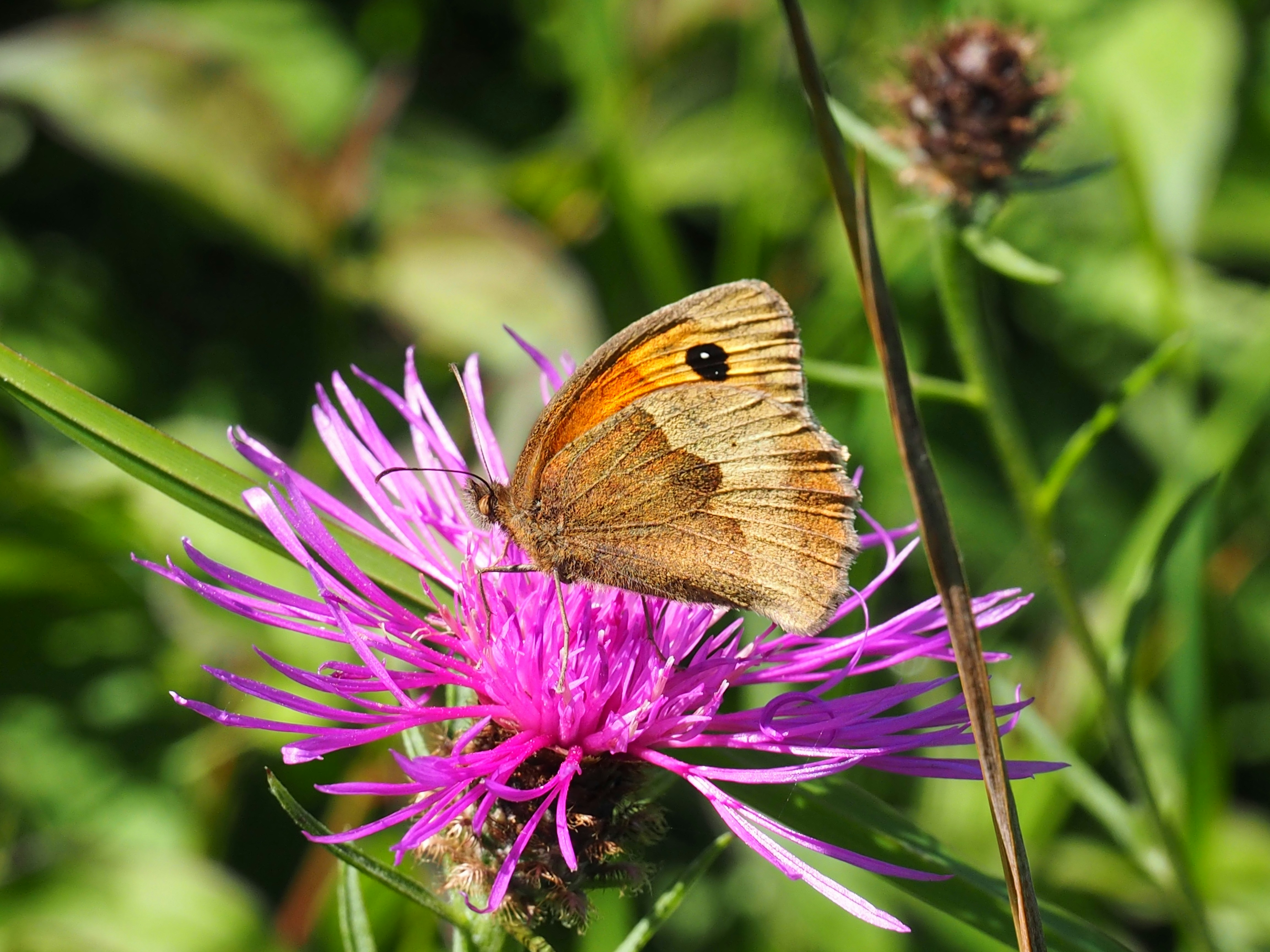 Photo by boarderbloke