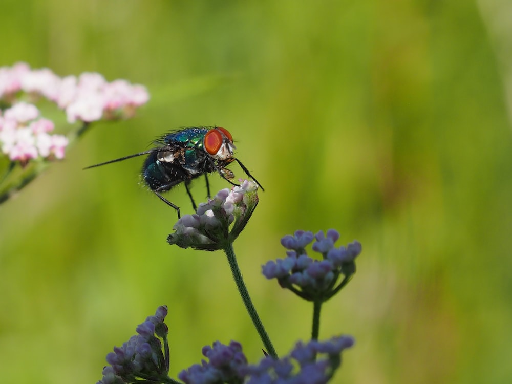 green and black fly perched on purple flower in close up photography during daytime