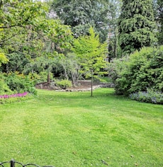 green grass field with trees