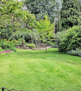 green grass field with trees